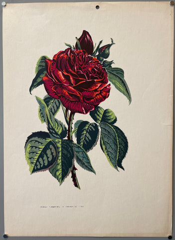 Link to  Rose PrintU.S.A., c. 1955  Product
