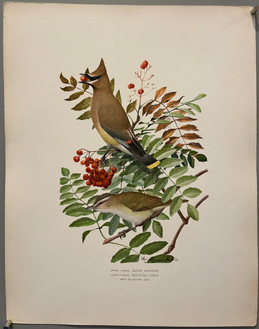 Link to  Cedar Waxwing, Red-Eyed Vireoearly 20th century  Product