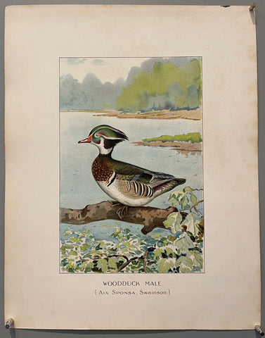 Link to  Woodduck Maleearly 20th century  Product