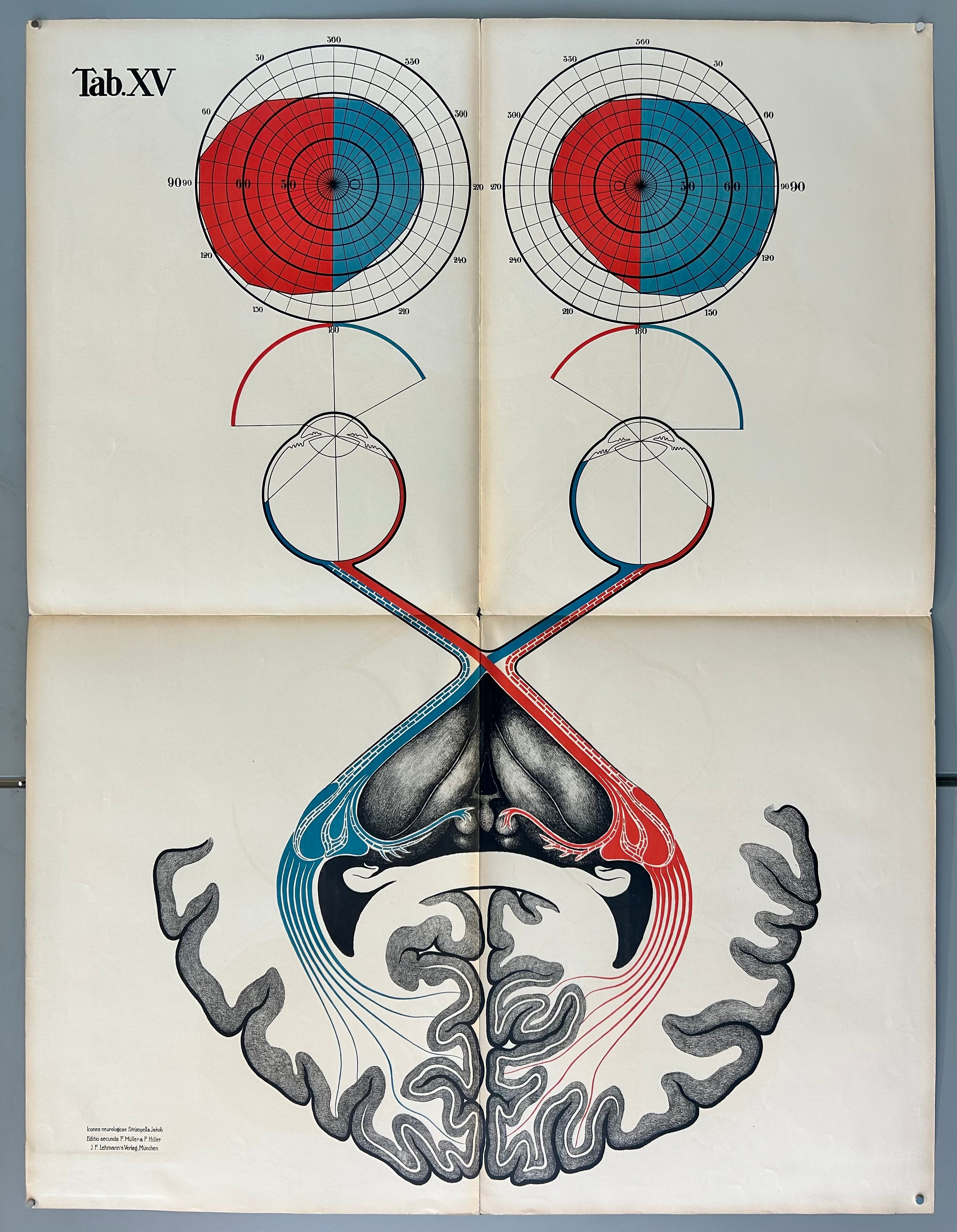 Drawing showing the inner workings of the brain, in connection to eyeballs. The field of vision is depicted in red and blue, and is shown with a large spiral diagram. 