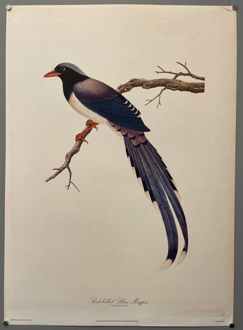 Link to  Red-Billed Blue Magpie PosterEngland, 1977  Product