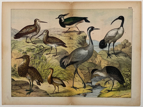 Link to  Bird Types 3C. 1890  Product