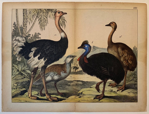 Link to  Ostrich Lithograph by SchubertC. 1890  Product