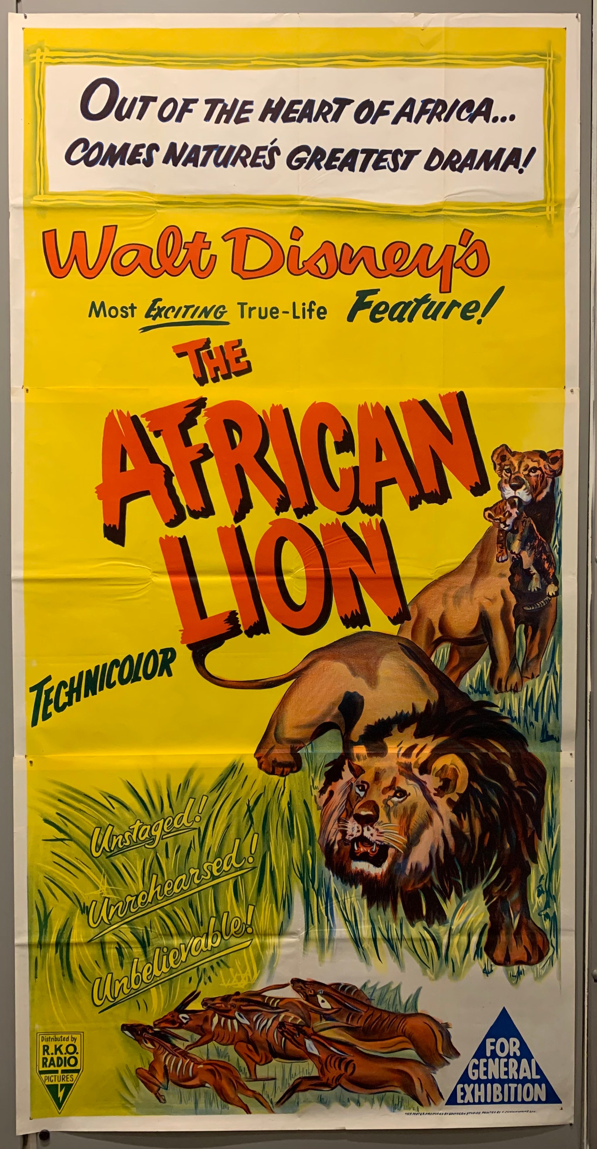 The African Lion (1995) Poster
