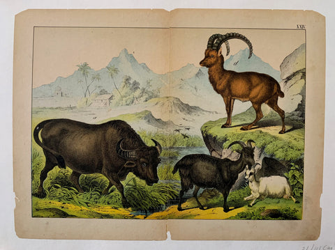 Link to  Mountainous Animals PrintU.S.A., c. 1870  Product