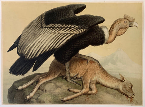 Link to  Condor and Lamb PrintThe Netherlands, c. 1900  Product