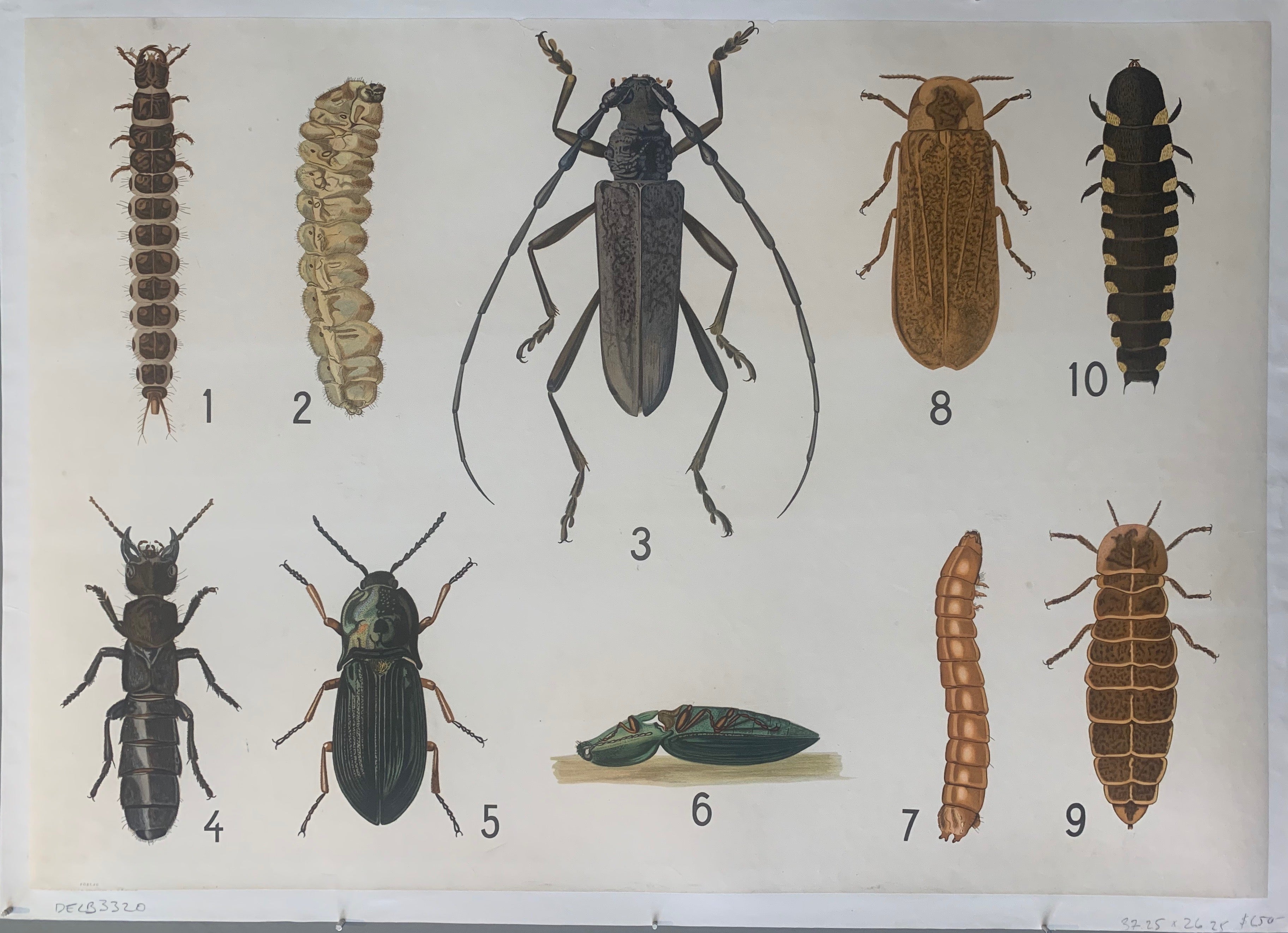 Opetustaulu Hyönteiset Poster