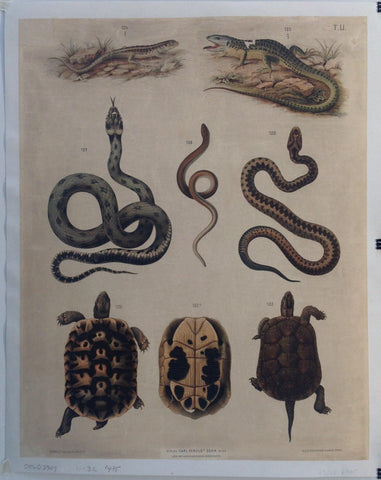 Link to  Reptile Wall Art 1C. 1925  Product