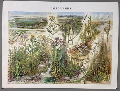 Link to  Salt Marshes PosterEngland, 1976  Product