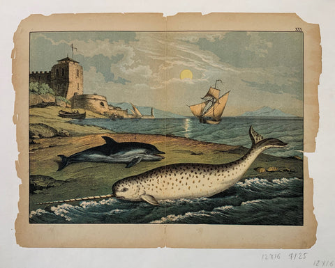 Link to  Dolphin and NarwhalC. 1890  Product