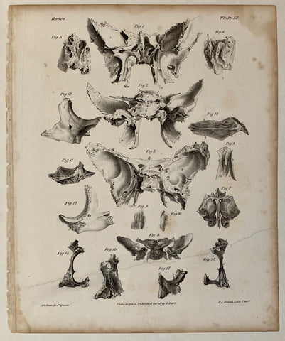 Link to  Bones PrintU.S.A., c. 1845  Product