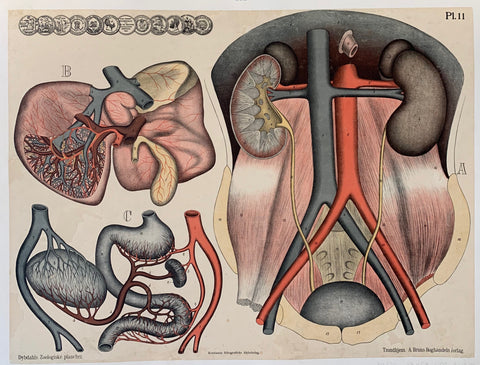 Link to  Kristiania Lithografiske Aktiebolag "Urinary Tract"Sweden, C. 1925  Product