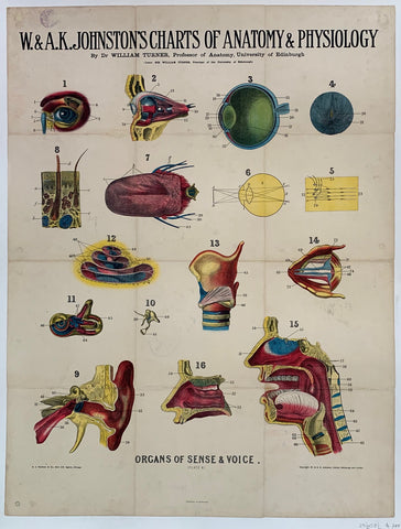 Link to  W. & A.K. Johnston's Charts of Anatomy & Physiology "Organs of Sense & Voice"USA, C. 1900  Product