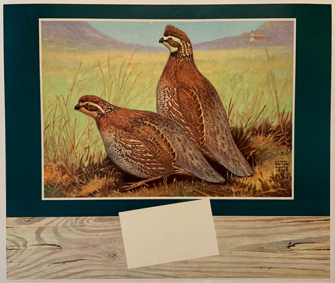 Link to  Common Quail Poster by Lynn Bogue Hunt1951  Product