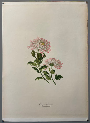 Link to  Chrysanthemum PosterEngland, 1977  Product
