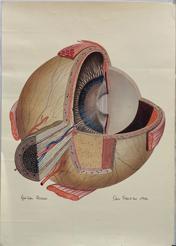 Link to  Eye AnatomyUSA, 1982  Product