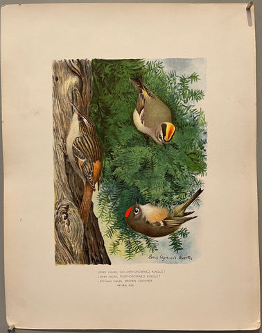 Link to  Golden-Crowned Kinglet, Ruby-Crowned Kinglet, Brown Creeperearly 20th century  Product