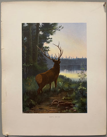 Link to  Wapiti, Or Elkearly 20th century  Product