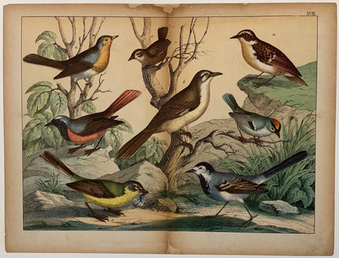 Link to  Bird Types 2C. 1890  Product