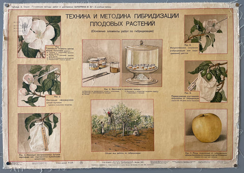 Link to  ТЕХНИКА И МЕТОДИКА ГИБРИДИЗАЦИИ ПЛОДОВЫХ РАСТЕНИЙ Russian Botany PosterRussia, c. 1935  Product