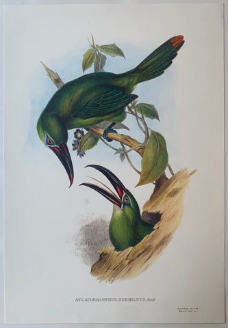 Link to  Aulacorhynchus Derbianus Gould and Richter LithographUK c. 1990  Product