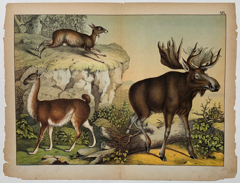 Link to  Moose Lithograph by SchubertC. 1890  Product