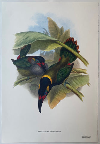Link to  Selenidera Piperivora Gould and Richter LithographUK c. 1990  Product