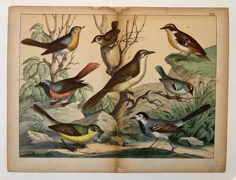 Link to  Bird PrintU.S.A., c. 1870  Product