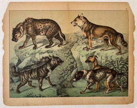 Link to  Wild Canine PrintU.S.A., c. 1870  Product
