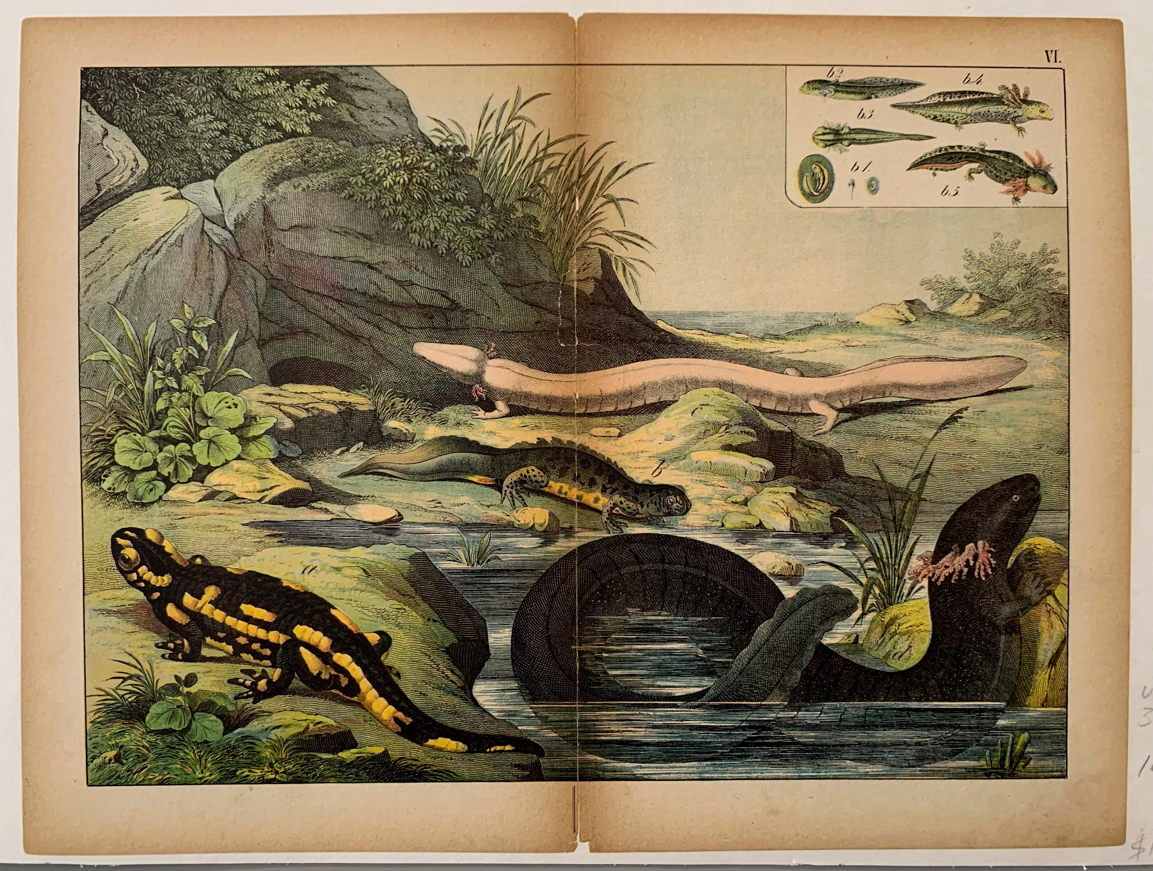 Reptiles and Amphibians Print