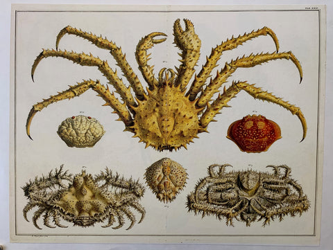 Link to  Albertus Seba 'King Crab' PageAmsterdam, c. 1750  Product