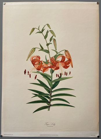 Link to  Tiger Lily PosterEngland, 1977  Product