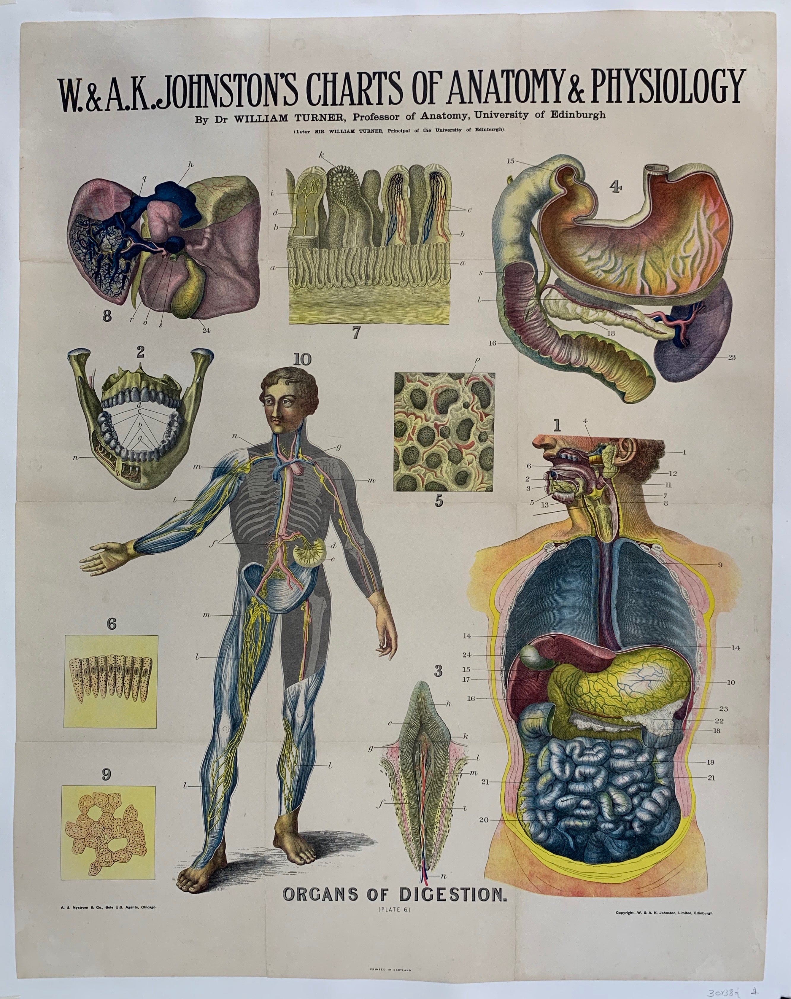 Anatomy Organs of Digestion