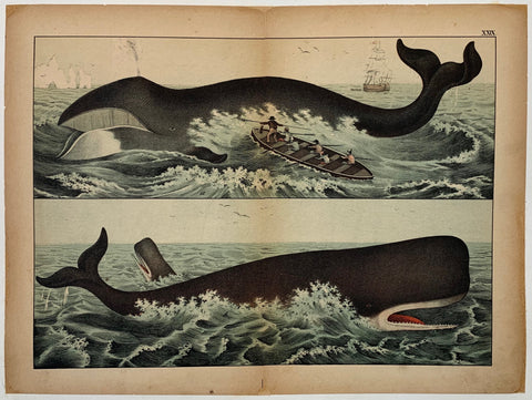 Link to  Whale LithographyC. 1890  Product
