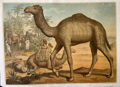 Link to  Camels in the Desert PrintThe Netherlands, c. 1900  Product