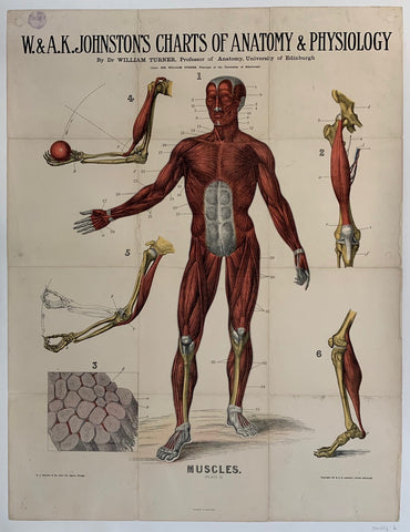 Link to  W. & A.K. Johnston's Charts of Anatomy & Physiology "Muscles"USA, C. 1900  Product