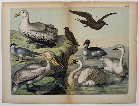 Link to  Bird TypesC. 1890  Product