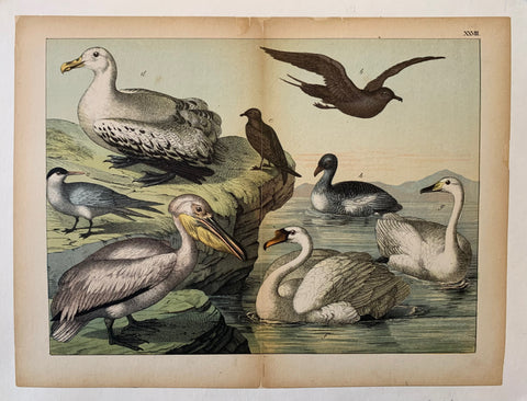 Link to  Water Birds PrintU.S.A., c. 1870  Product